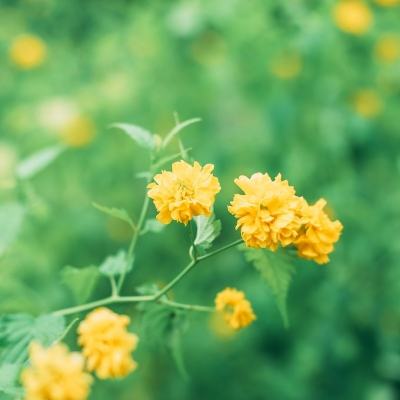 王权霸略游戏